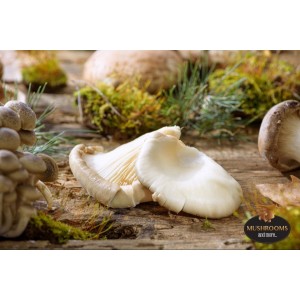 Πλευρώτους φιλέτο