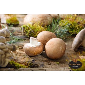 Μανιτάρια brown 